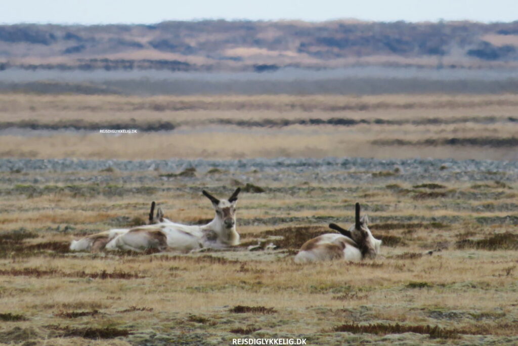 Seværdigheder og Oplevelser i Island - Spot dyrelivet - Rejs Dig Lykkelig Seværdigheder og Oplevelser i Island - Spot dyrelivet - Rejs Dig Lykkelig