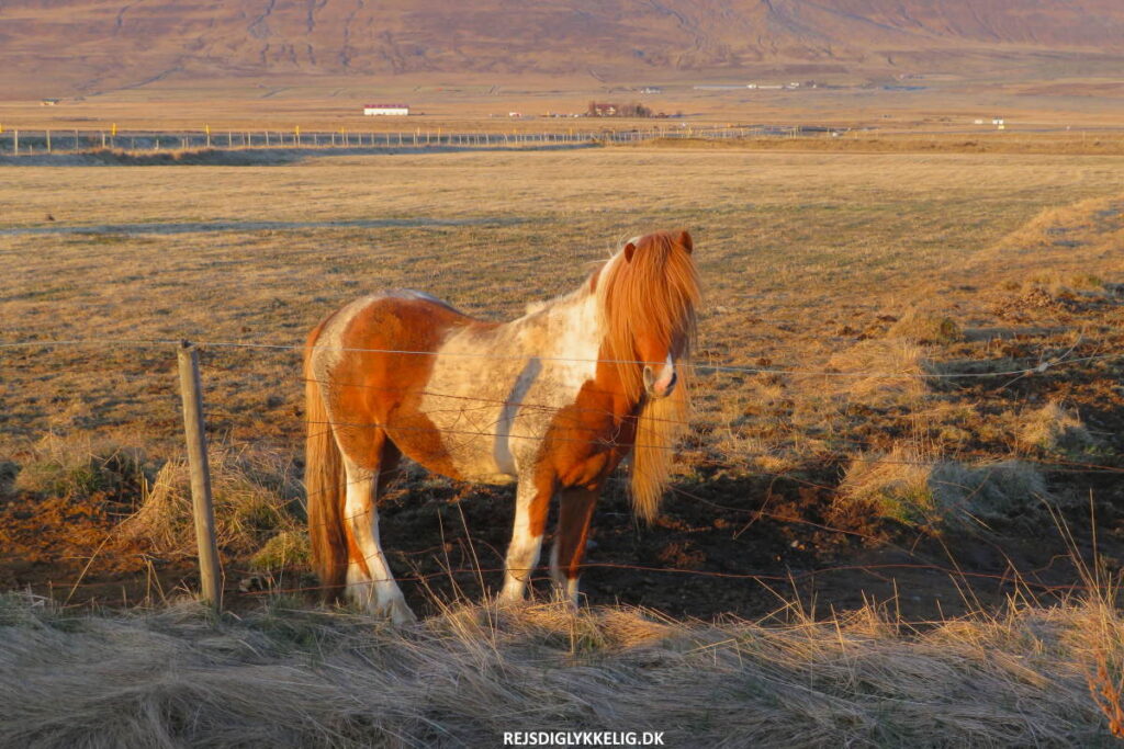 Ridetur på islandske heste - Rejs Dig Lykkelig