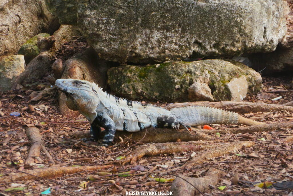 Åbningstider og tidsforbrug - Rejs Dig Lykkelig