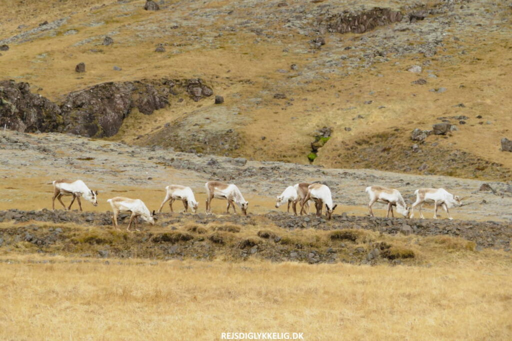 Dyr på vejen - Rejs Dig Lykkelig