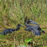 Guide til Everglades National Park - Alligatorer - Rejs Dig Lykkelig