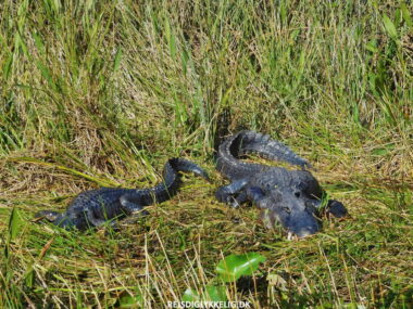 Guide til Everglades National Park - Alligatorer - Rejs Dig Lykkelig
