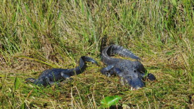 Guide til Everglades National Park - Alligatorer - Rejs Dig Lykkelig