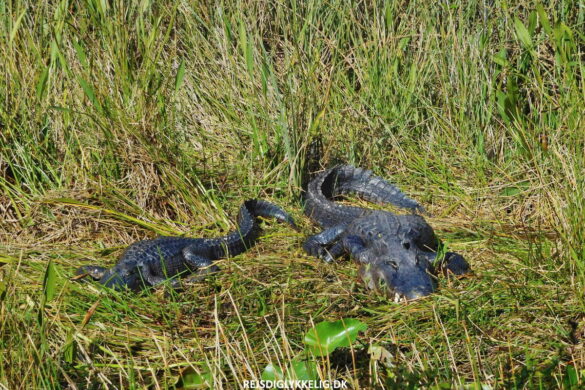 Guide til Everglades National Park - Alligatorer - Rejs Dig Lykkelig