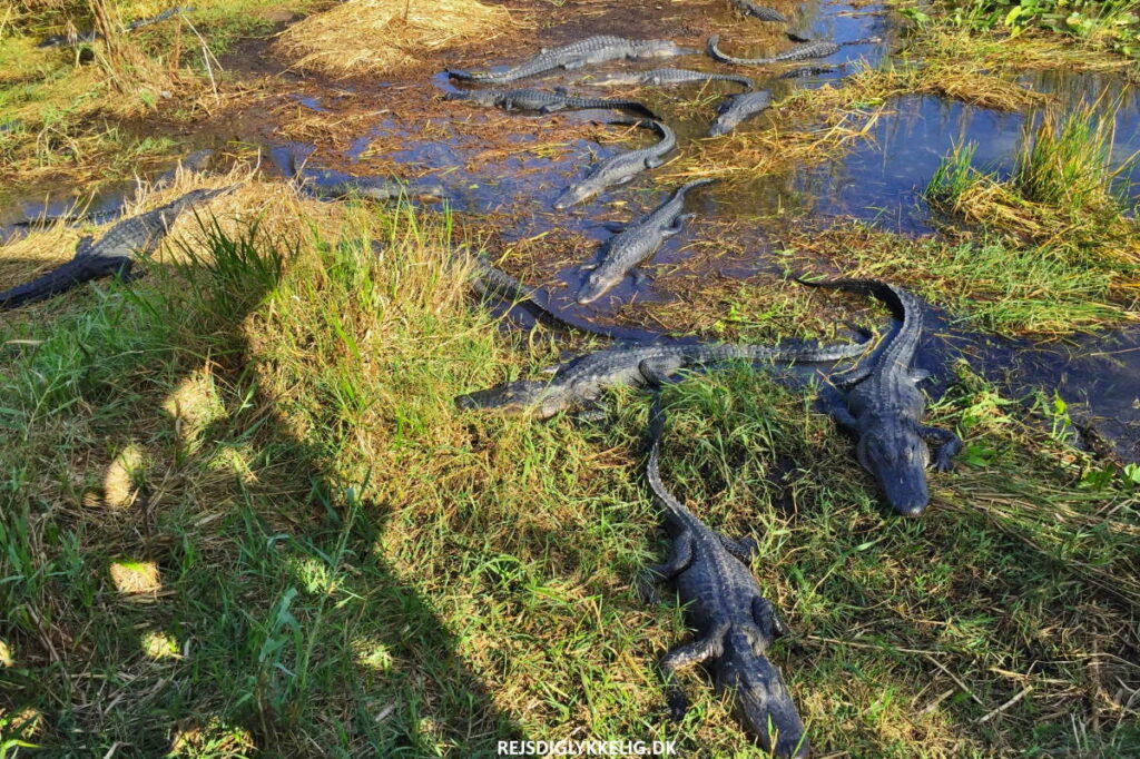 Guide til Everglades National Park - Anhinga Trail - Rejs Dig Lykkelig Anhinga Trail - Rejs Dig Lykkelig
