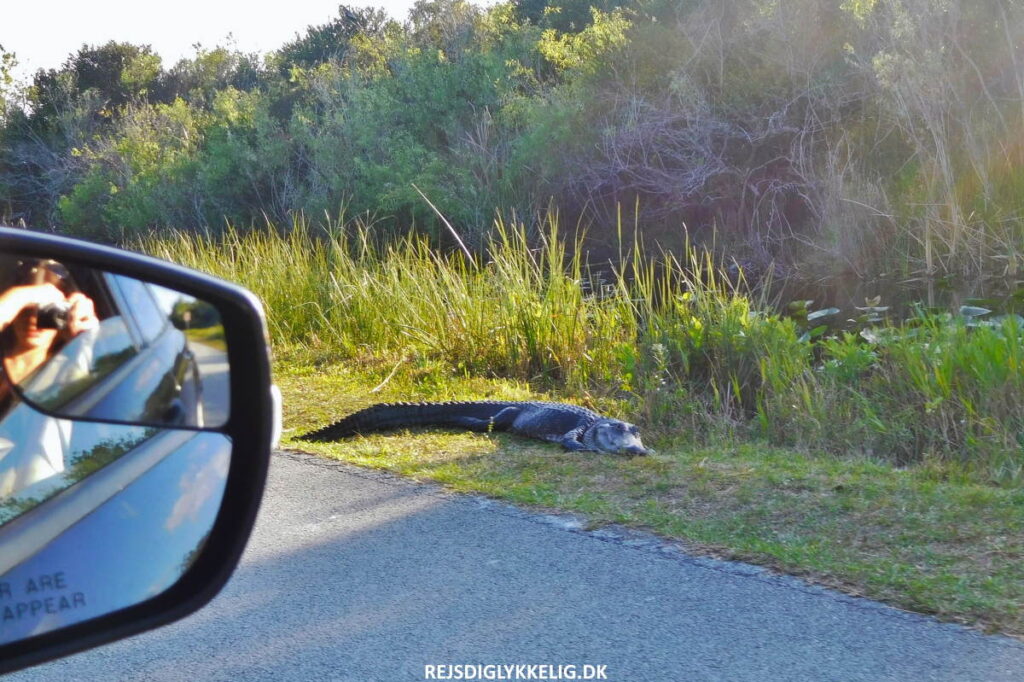 Guide til Everglades National Park - Find vej til parken - Rejs Dig Lykkelig Guide til Everglades National Park - Find vej til parken - Rejs Dig Lykkelig