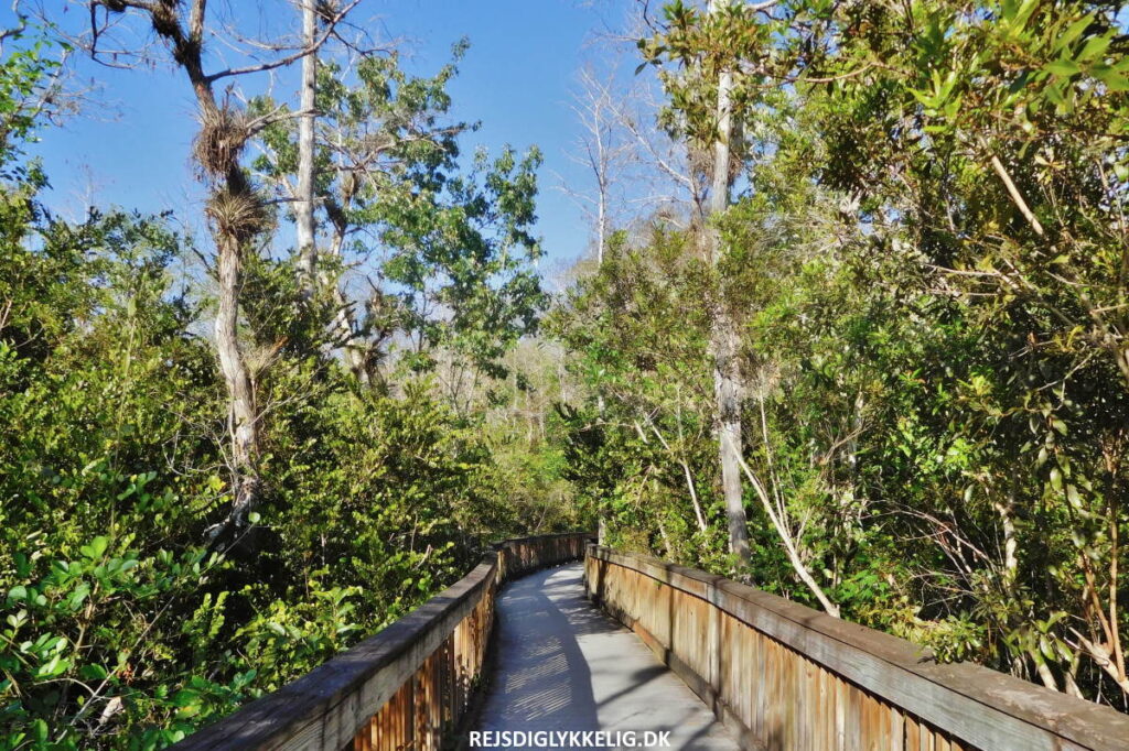Guide til Everglades National Park - Gangbro - Rejs Dig Lykkelig Gangbro - Rejs Dig Lykkelig