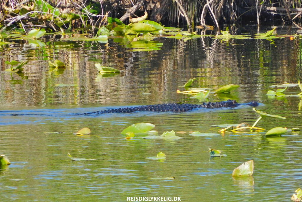 Guide til Everglades National Park - Praktiske tips - Rejs Dig Lykkelig Praktiske tips - Rejs Dig Lykkelig