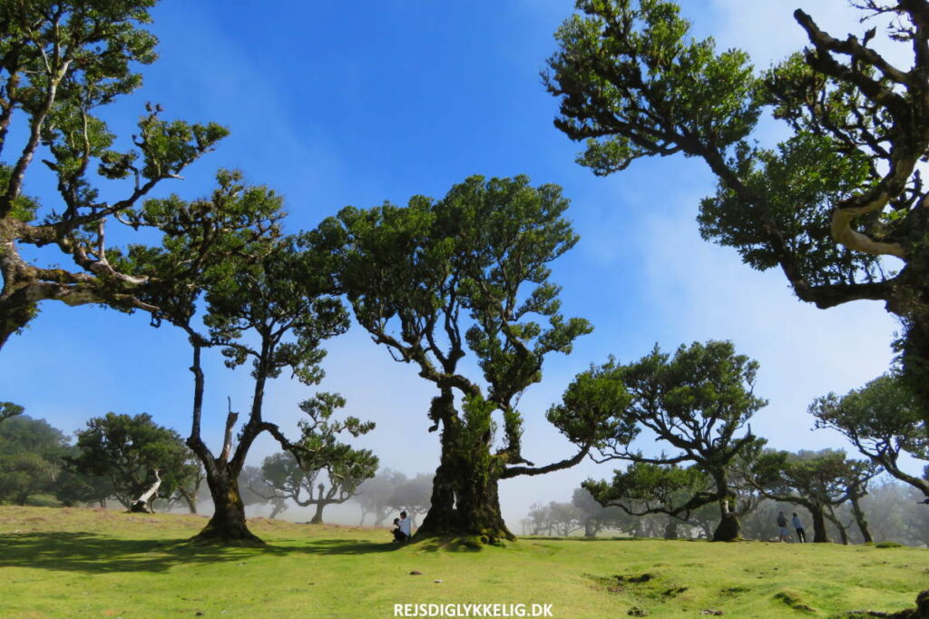 Rejseguide til Madeira - Hvornår skal man rejse dertil - Rejs Dig Lykkelig